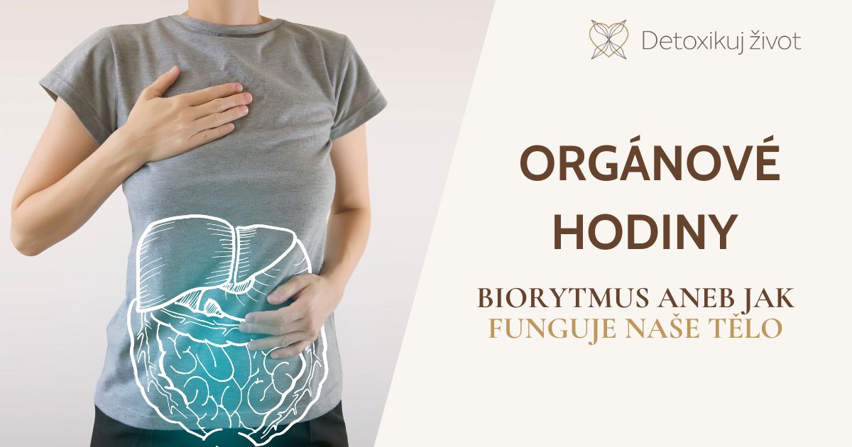 Organove Hodiny V Noci Orgánové hodiny: Jak funguje vaše tělo? | DETOXIKUJ ŽIVOT